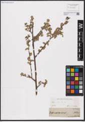 Foto von Salix aurita L.
